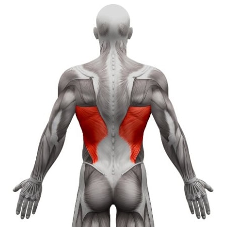 Primary Muscle - Lats