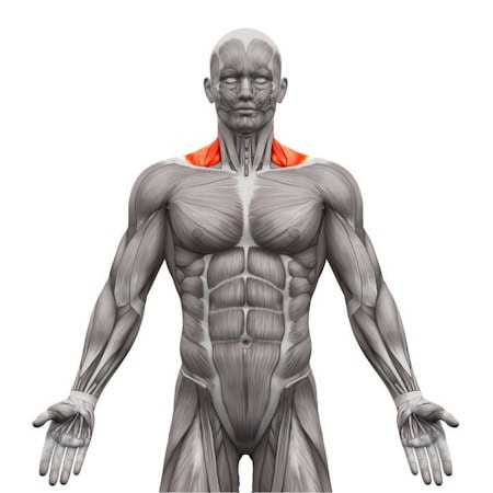 calisthenics-primary-muscle-back-trapezius-tax-image-opt