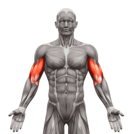 calisthenics-primary-muscle-biceps-tax-image-opt