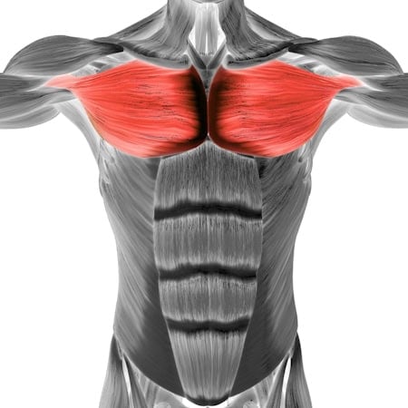 calisthenics-primary-muscle-chest-tax-image-opt