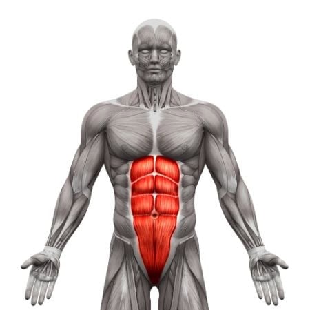 calisthenics-primary-muscle-core-abs-tax-image-opt