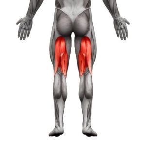 Elevated Glute Bridges | CALISTHENICS Workouts & Equipment