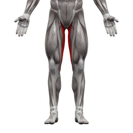 calisthenics-primary-muscle-leg-inner-thigh-tax-image-opt