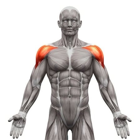 calisthenics-primary-muscle-shoulder-anterior-delt-tax-image-opt