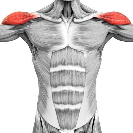 calisthenics-primary-muscle-shoulder-side-delt-tax-image-opt