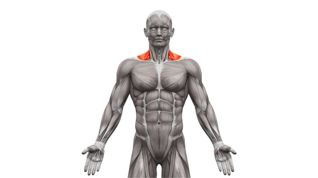 trapezius